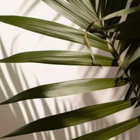 a close up of a plant