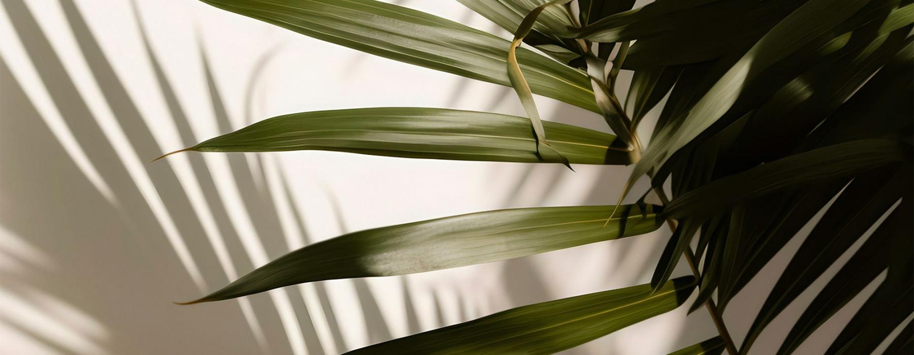 a close up of a plant